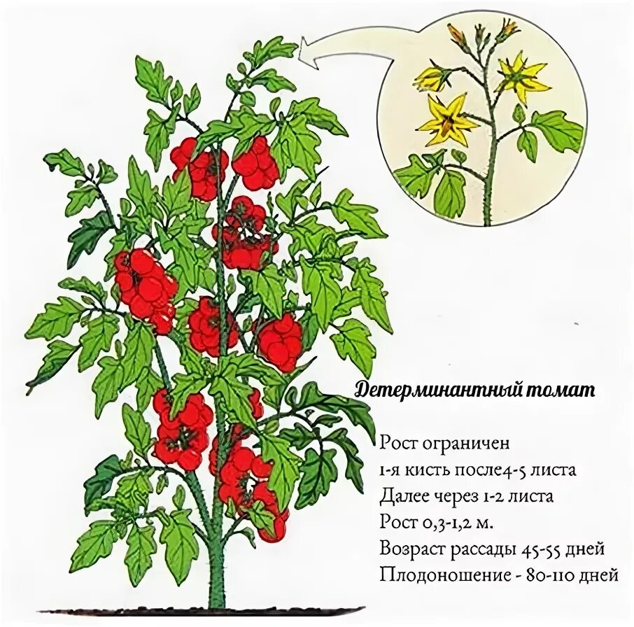 Что такое детерминантный сорт томатов и индетерминантный. Томат детерминантный и индетерминантный. Детерминантный сорт помидор что это. Штамбовые индетерминантные детерминантные томаты. Индетерминантный томат формирование.