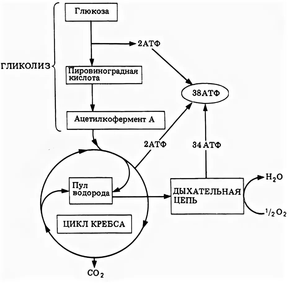 Аэробное фосфорилирование глюкозы. Схема цикла Кребса и дыхательной цепи. Клеточное дыхание аэробной клетки схема. Цикл Кребса в митохондриях. Цикл Кребса и окислительное фосфорилирование.