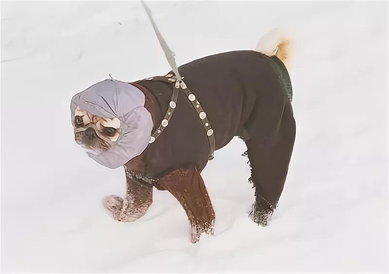 Замёрз как цуцик что значит. Цуцик. Замерз как цуцик. Бычок-цуцик. Цуцик зверек.