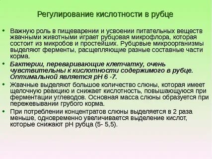 Бактерии в рубце жвачных
