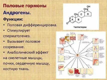 Гормон андроген