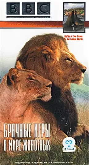 Брачные игры в мире животных. Брачные игры в мире животных dvd.