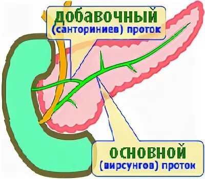 Вирсунгов проток это. Санториниев проток поджелудочной железы. Вирсунгов и санториниев проток. Добавочный проток поджелудочной железы.