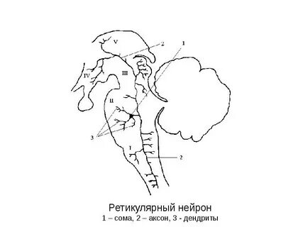 Волокна ретикулярной формации