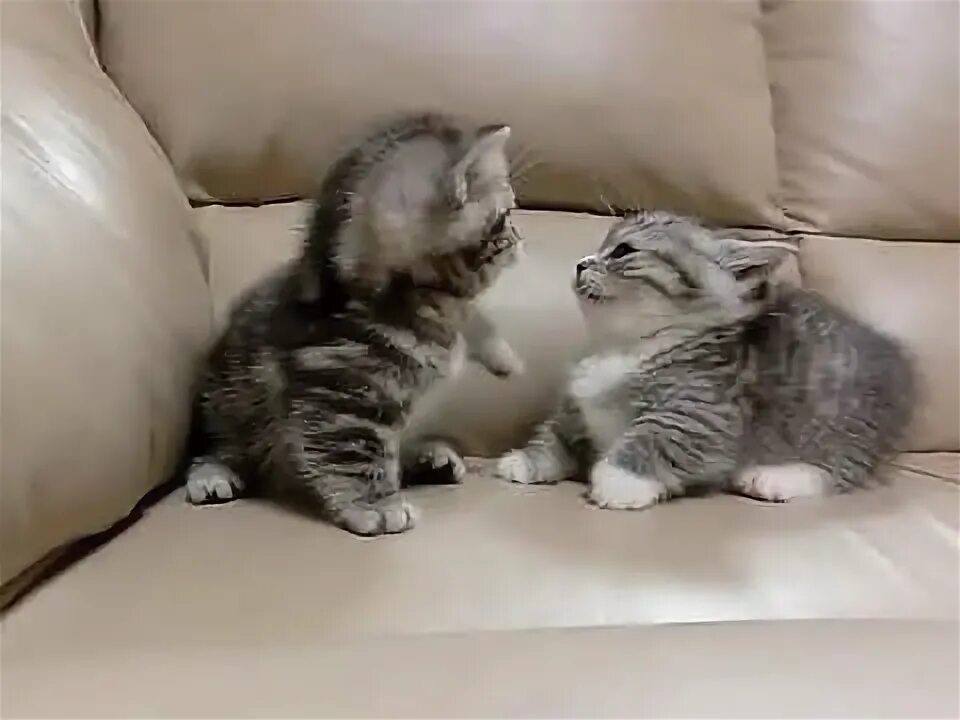 Cocomelon three little kittens. Kittens. 1 boy 2 kittens youtube. Cat hissing. 1 boy 2 kittens youtube.