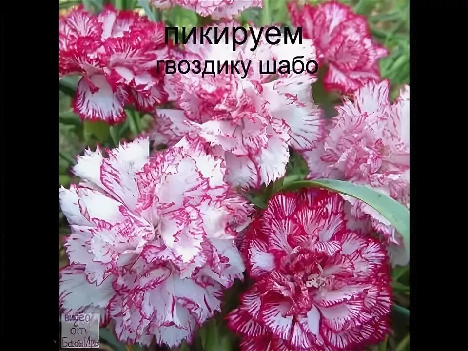 Гвоздика шабо из семян. Гвоздика шабо пикоти. гвоздика шабо многолетняя. гвоздика шабо пикоти фэнтези. гвоздика шабо в ландшафтном дизайне.