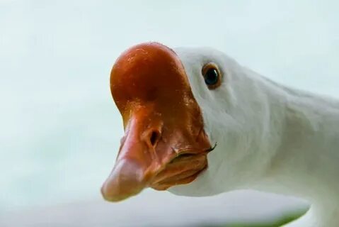Гусь прикол