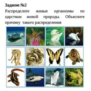 Распределите живые организмы