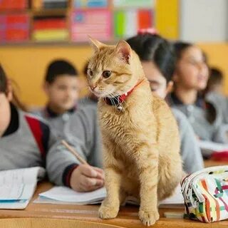 Что такое кат в школе