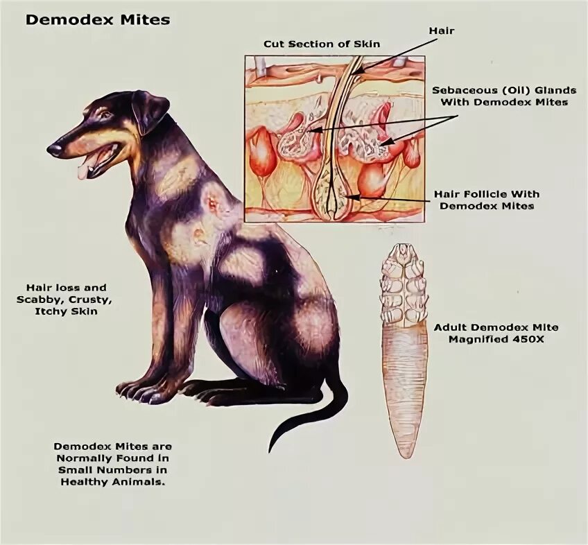 Демодекоз у собак схема. Демодекоз у собак схема. Таблетки от демодекоза для собак. Демодекоз у собак схема. Демодекоз собака анализ.