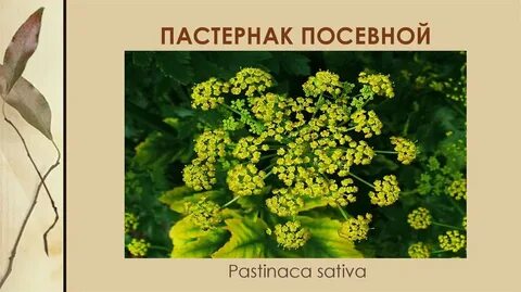 Пастернак форма