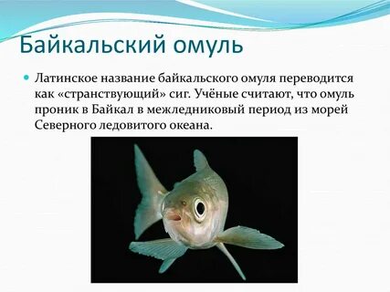 Байкальский омуль среда обитания