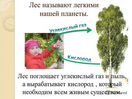 Почему леса называют легкими планеты 3 класс
