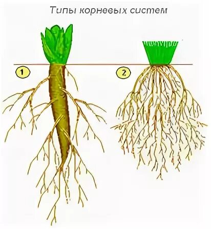 Тип корневой системы ромашки