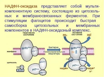 Происходит окисление надф