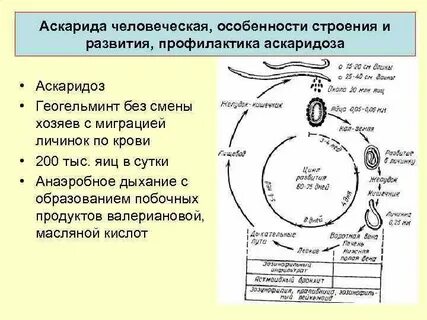 Продолжительность жизни аскариды