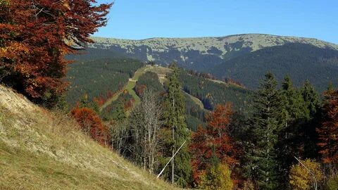 Деревья карпат