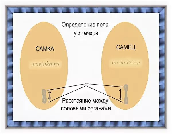 Как определить джунгариков. Определить пол джунгарского хомяка. Хомяк какиопределить пол. Как определить пол хомяка. КСК определить пол хомяка.