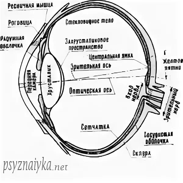 Последовательность прохождения зрительного сигнала. Последовательность световых сигналов к зрительным рецепторам. Светопреломляющий аппарат глаза. Установите последовательность прохождения зрительного сигнала.