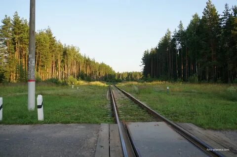 Осаново дубовое