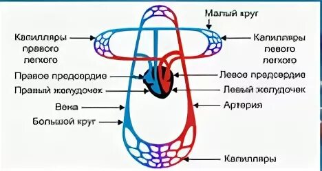 2 круга кровообращения у животных