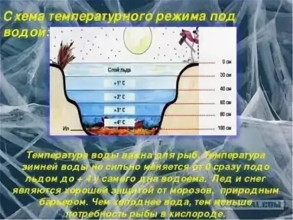 4 температура воды. Температруаводы зимой. Температурный режим воды. Температура в водоемах. Температурный режим водоемов.