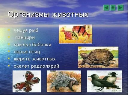Животные организмы