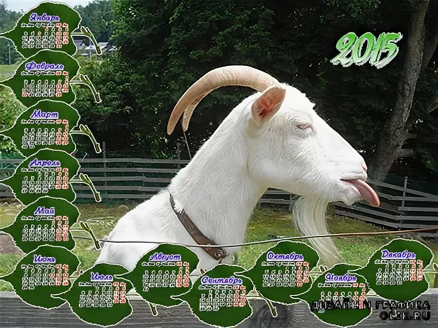 2025 год для козы. 2025 год для козы. Год козы 1979. Год козы. Монета с изображением козы.