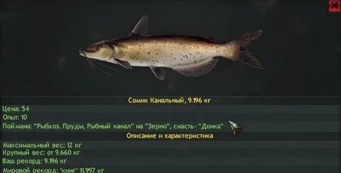 Реальная рыбалка на что ловить сом