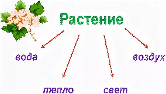 Кто чем питается. Как живут растения и животные 1 класс. Как живут животные презентация. Животные живые существа. Как живут растения и животные 1 класс.