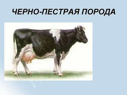 Описание черно пестрой породы