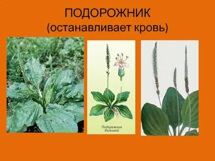 Растения для остановки кровотечения