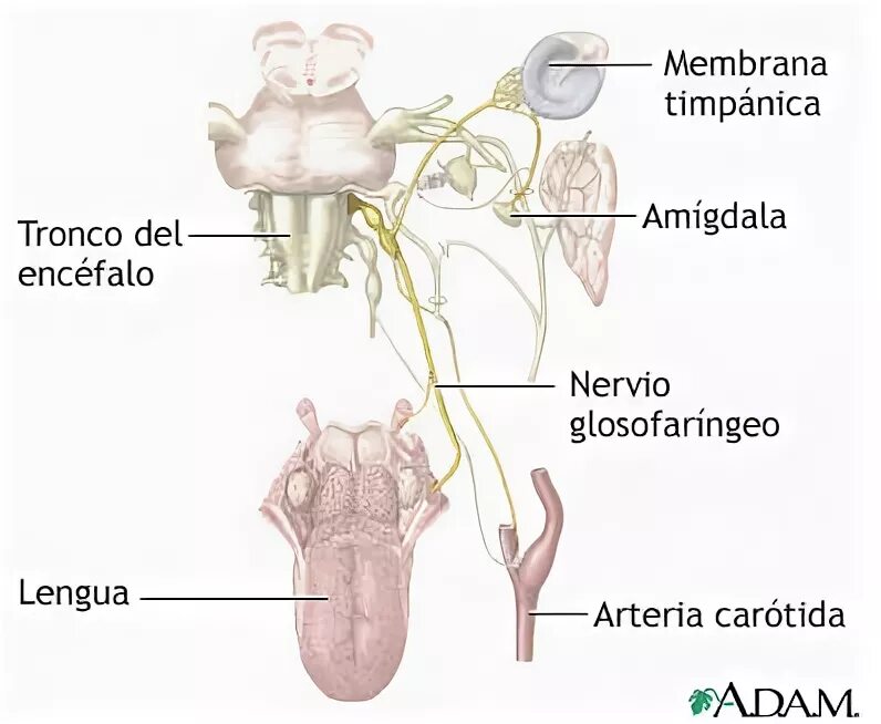 Neuralgia латынь