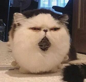 Круглый кот