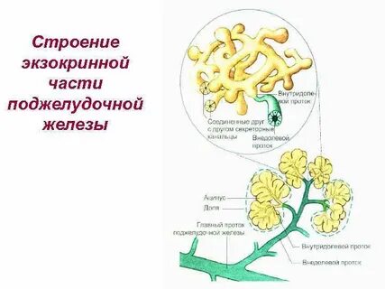 Экзокринная функция поджелудочной железы