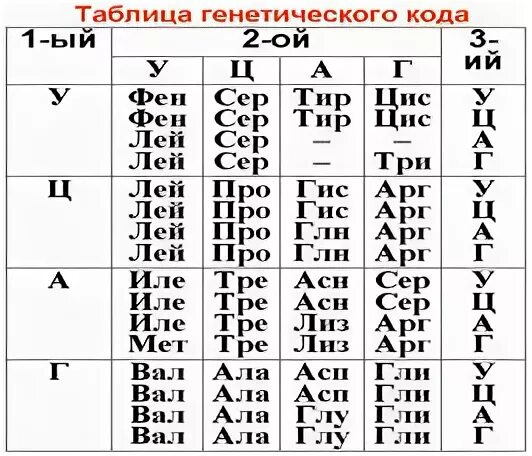 Гтцацагцгатцаат определите последовательность аминокислот во фрагменте. Таблица генетического кода. таблица генетического кода и-рнк. фрагмент цепи днк имеет последовательность нуклеотидов гтгтатггаагт. таблица генетического кода трнк.