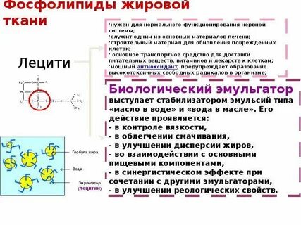 Основные функции жировой ткани