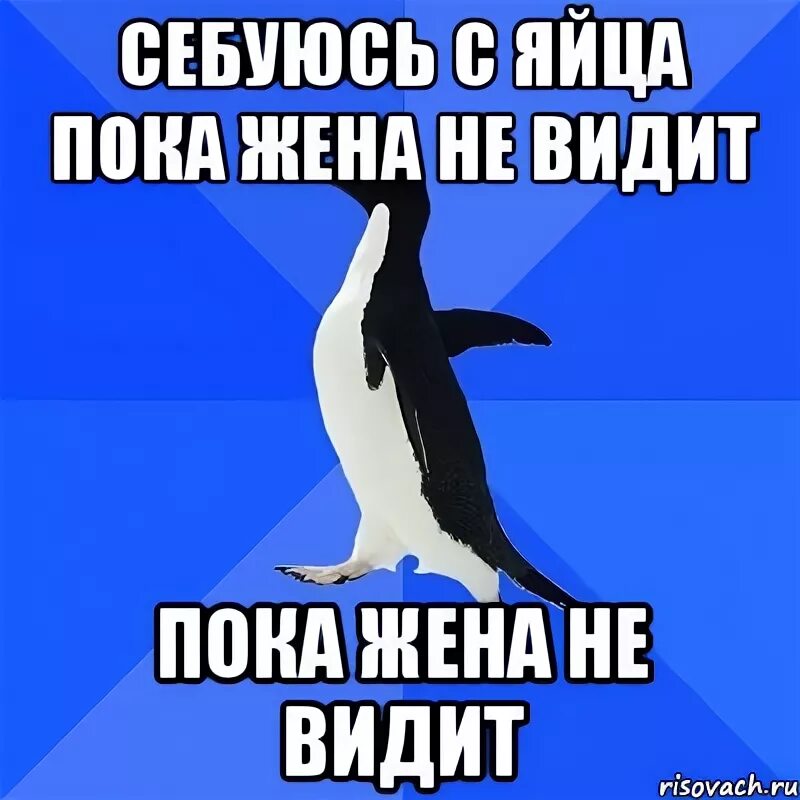 Пока жены. Пока жена не видит. Мем социально неуклюжий Пингвин. Пока не видит. Пристал пока не видит