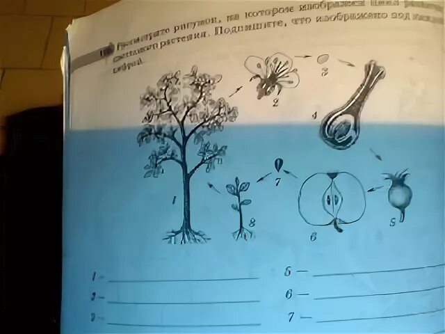 Рассмотрите рисунок под
