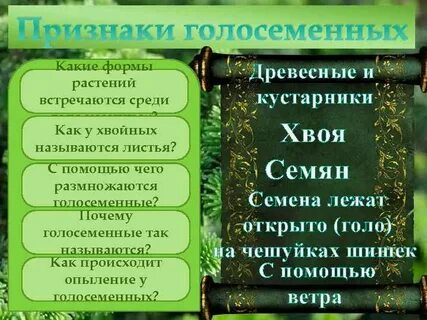 Признаки характерные для голосеменных