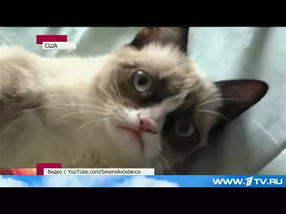 Видео кот нет. Видео кот нет