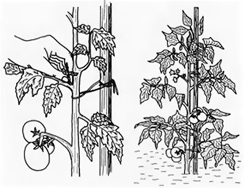Пасынок работает. Пасынкование томатов рисунок. Георгины пасынкование. Правильное пасынкование томатов. Схема пасынкования томатов.