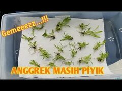 BIBIT ANGGREK SPECTABILE PART II Flower family fun - YouTube