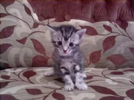 Отдам котенка киров