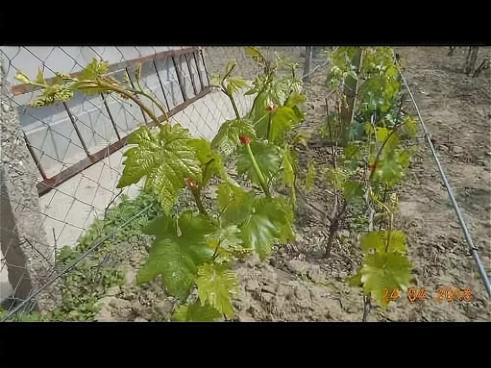 Виноград подходящий для марий эл. Винограда выборы. Винограда выборы. Виноградная лоза саженец. Виноград крымская жемчужина.