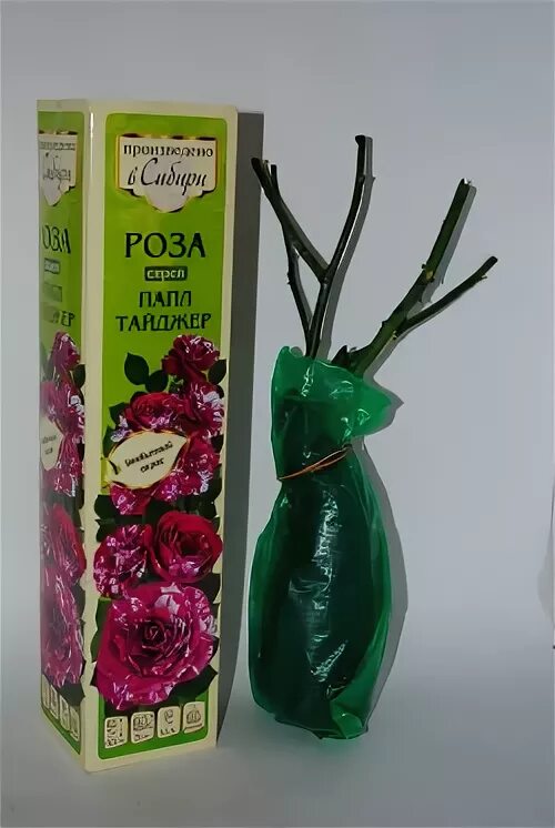 Сибирские розы семена Алтая. Алтайские саженцы роз.
