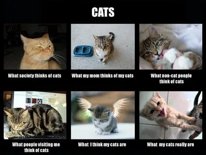 Whose cats are they are