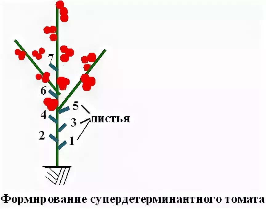 Формирование томатов в 3. Схема пасынкования томатов. схема пасынкования низкорослых томатов. схема обрезки томатов. формирование томата в 3 стебля схема.