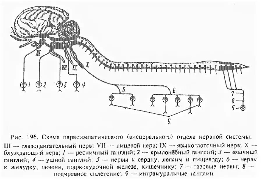 Примеры органов нервной системы животных