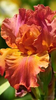 Iris plus